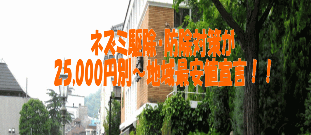 ネズミ駆除・防除対策が 25,000円別～地域最安値宣言！！ 　