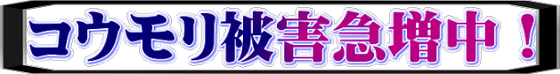 コウモリ被害急増中!